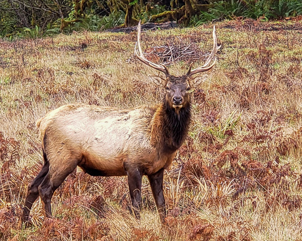 Redwood National Park